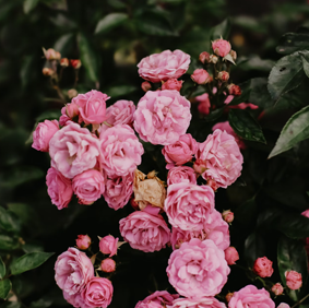 Artisanal diffuser | Fresh Rose
