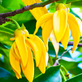 Brume d'ambiance naturel | Ylang Ylang | 120 ml - 4 oZ