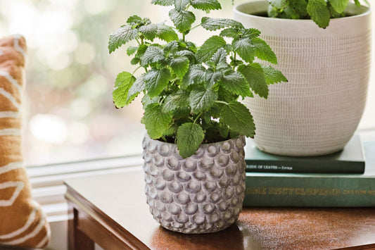 Lemon Balm Benefits