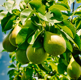 Bougie Basilic + Poire