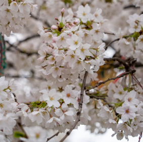 Bougie Gardénias + Cerisier Japonais