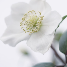 Bougie Gardénias + Cerisier Japonais