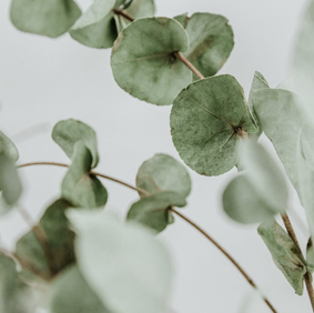 Eucalyptus + Green Mint Candle