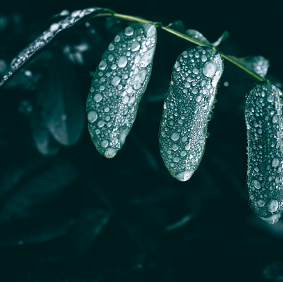 Bougie Eucalyptus + Menthe Verte