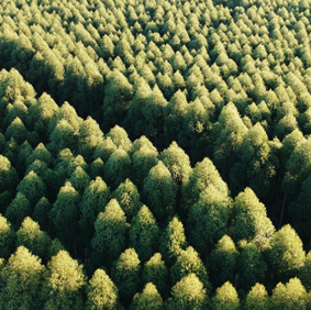 Bougie Forêt de Sapins