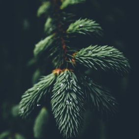 Bougie Forêt de Sapins