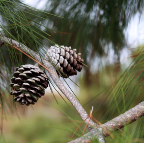 Bougie Forêt de Sapins