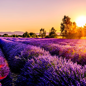 Lavender Candle