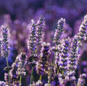 Artisanal diffuser | Lavender