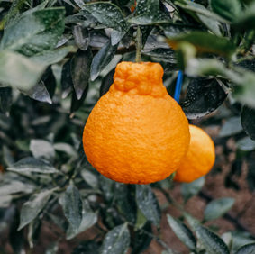 Orange + Bergamot Candle