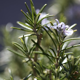 Fir + Rosemary Candle