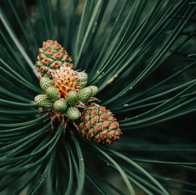 Fir + Rosemary Candle