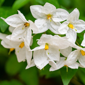 Jasmine fragrance oil